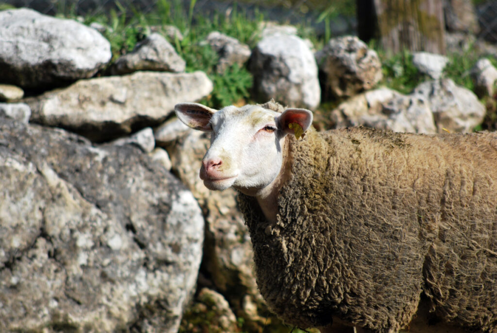 L'allevamento ovino è da sempre caratteristico dell'Abruzzo e del Molise