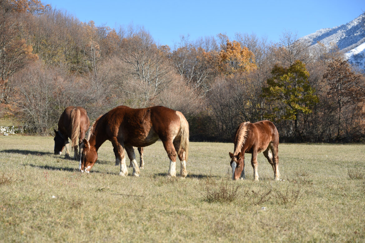 savethebiodiversity_31