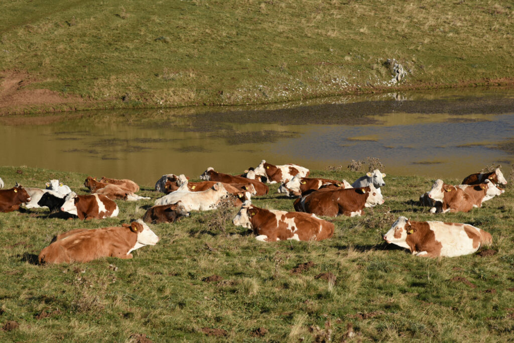 Bovini di razza "pezzata rossa" al pascolo a Campo Imperatore