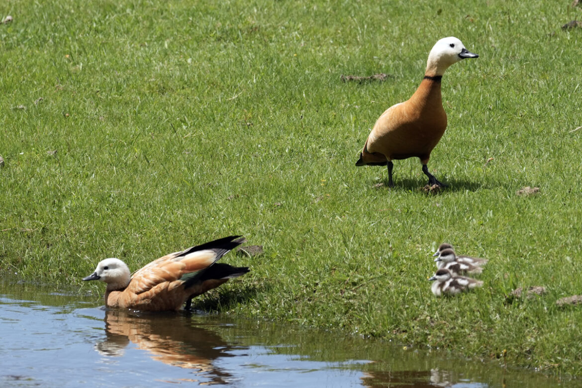 Il trasformismo secolare della FESTA DEGLI UCCELLI