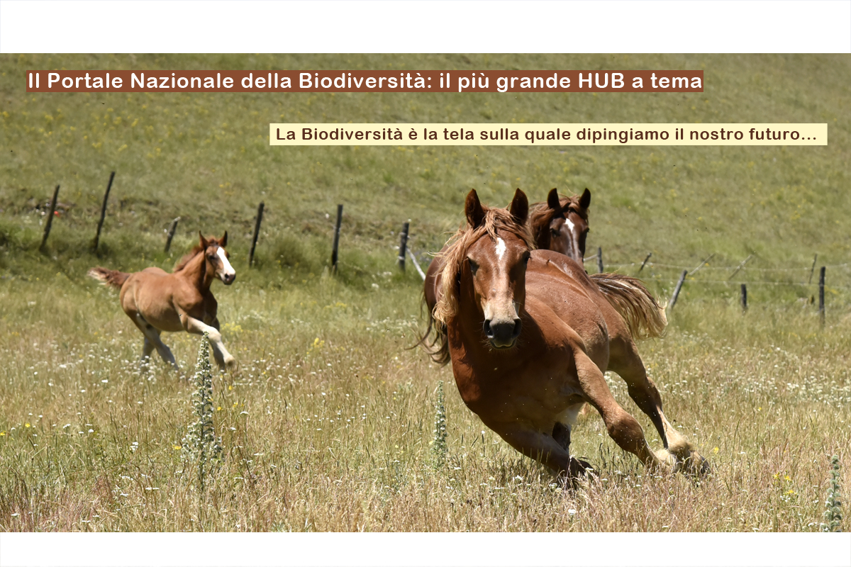 Il Portale della Biodiversità SAVE THE BIODIVERSITY
