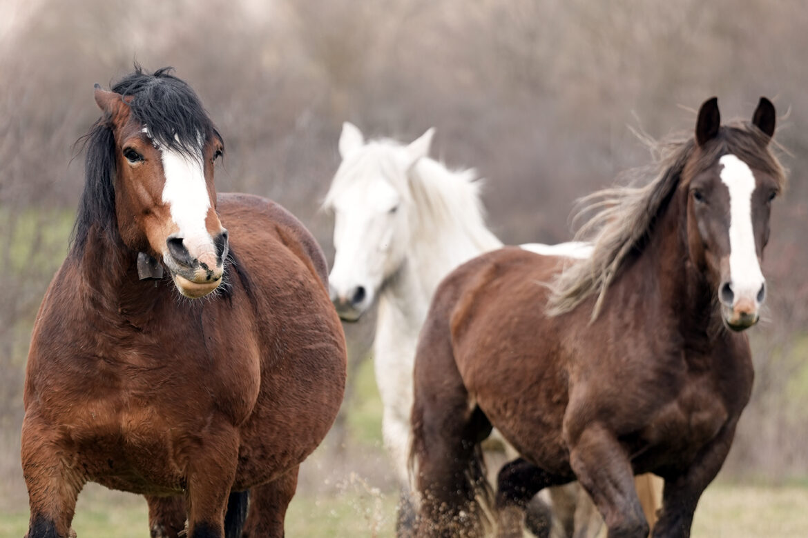 Pascolo e Biodiversità: un’antica alleanza