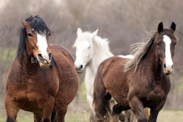 Pascolo e Biodiversità: un’antica alleanza