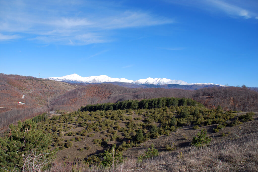 Le ceppaie del bosco - La “costa” di maggio e il sincretismo culturale de Ju Calenne di Tornimparte