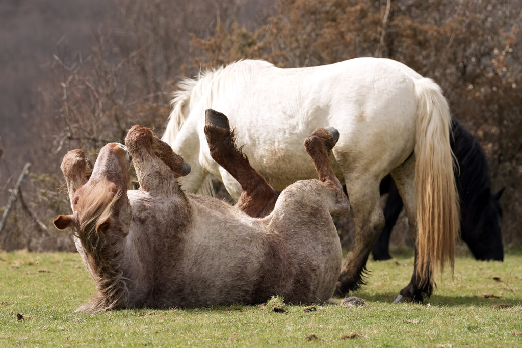 Giornata Mondiale della Biodiversità 2025