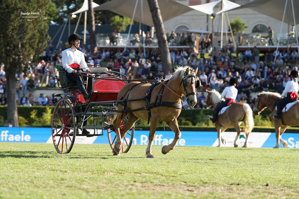 Il grande respiro degli Haflinger del San Raffaele
