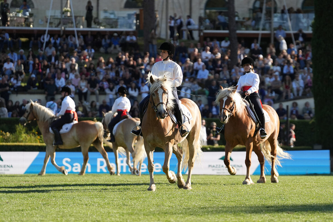 Il grande respiro degli Haflinger del San Raffaele