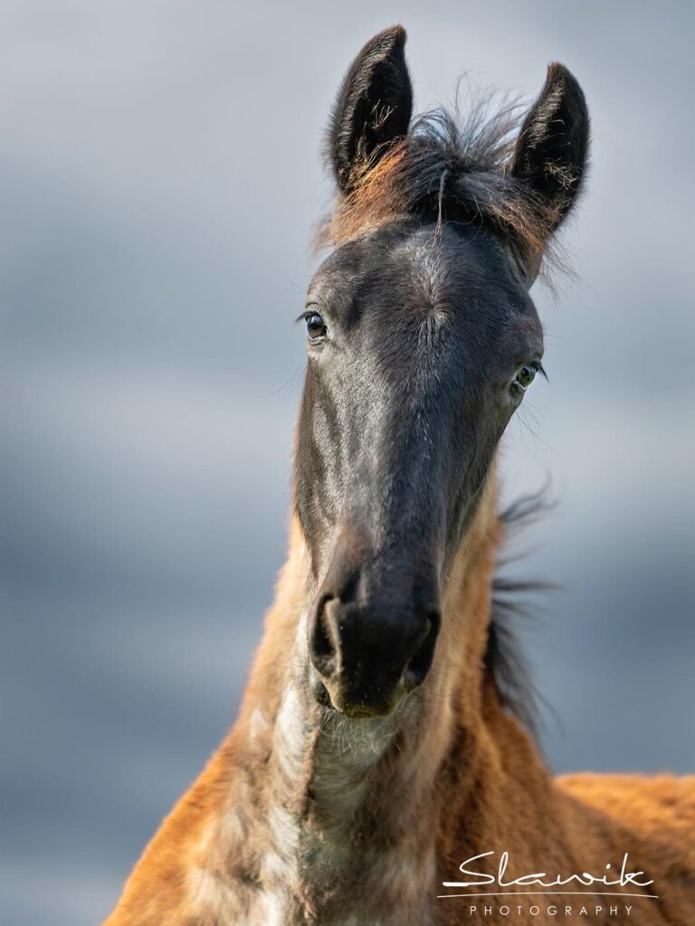 Nel grande mosaico della zootecnia italiana, ogni sfumatura ha un significato, un valore: e tra queste, il celebre grigio ferro testa (o meglio capezza) di moro del cavallo Murgese non è solo estetica. È un segnale vivente di biodiversità, uno specchio del patrimonio genetico che rischiamo di perdere.
