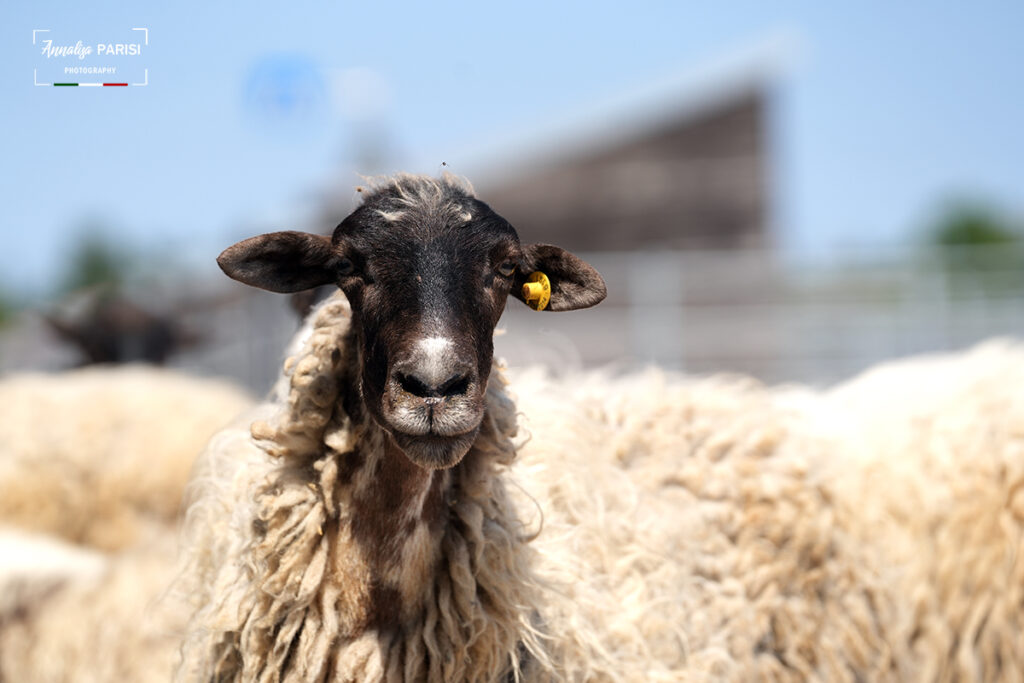 Custodire il futuro: comunicare la biodiversità animale come risorsa strategica dei territori