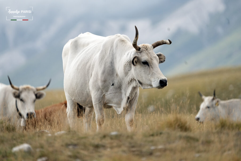 Zootecnia e territorio: il pascolo come presidio di biodiversità