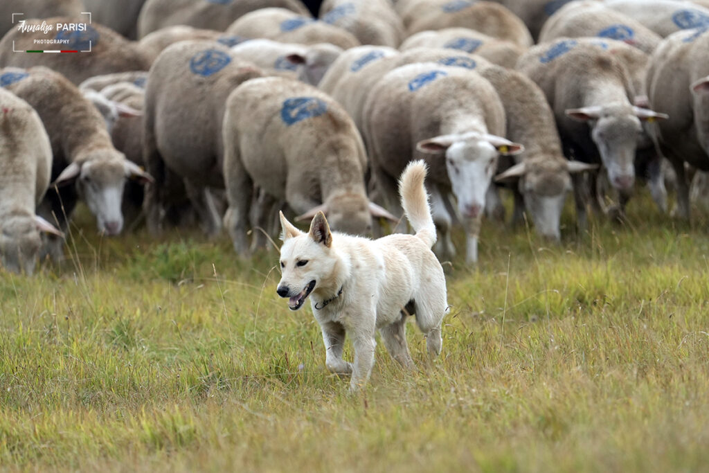 Zootecnia e territorio: il pascolo come presidio di biodiversità