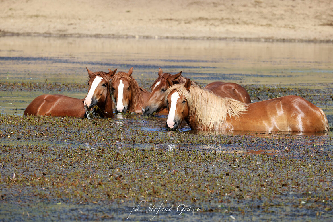 campo_imperatore_stefano_grazzo Come i cavalli salvaguardano la biodiversità nelle aree protette - foto concessa da Stefano Grasso