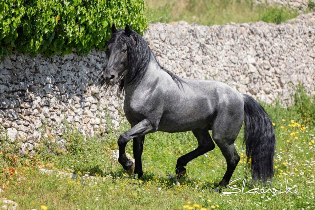 Grigio ferro testa di moro: il colore della biodiversità. Netrix di Santa Rosa