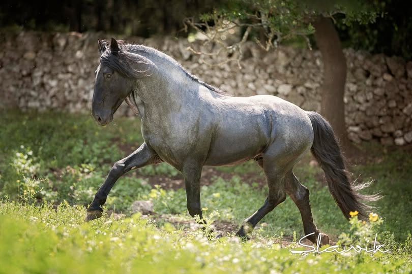 Il fenomeno trova in NETRIX DI SANTA ROSA, il suo esempio più emblematico.