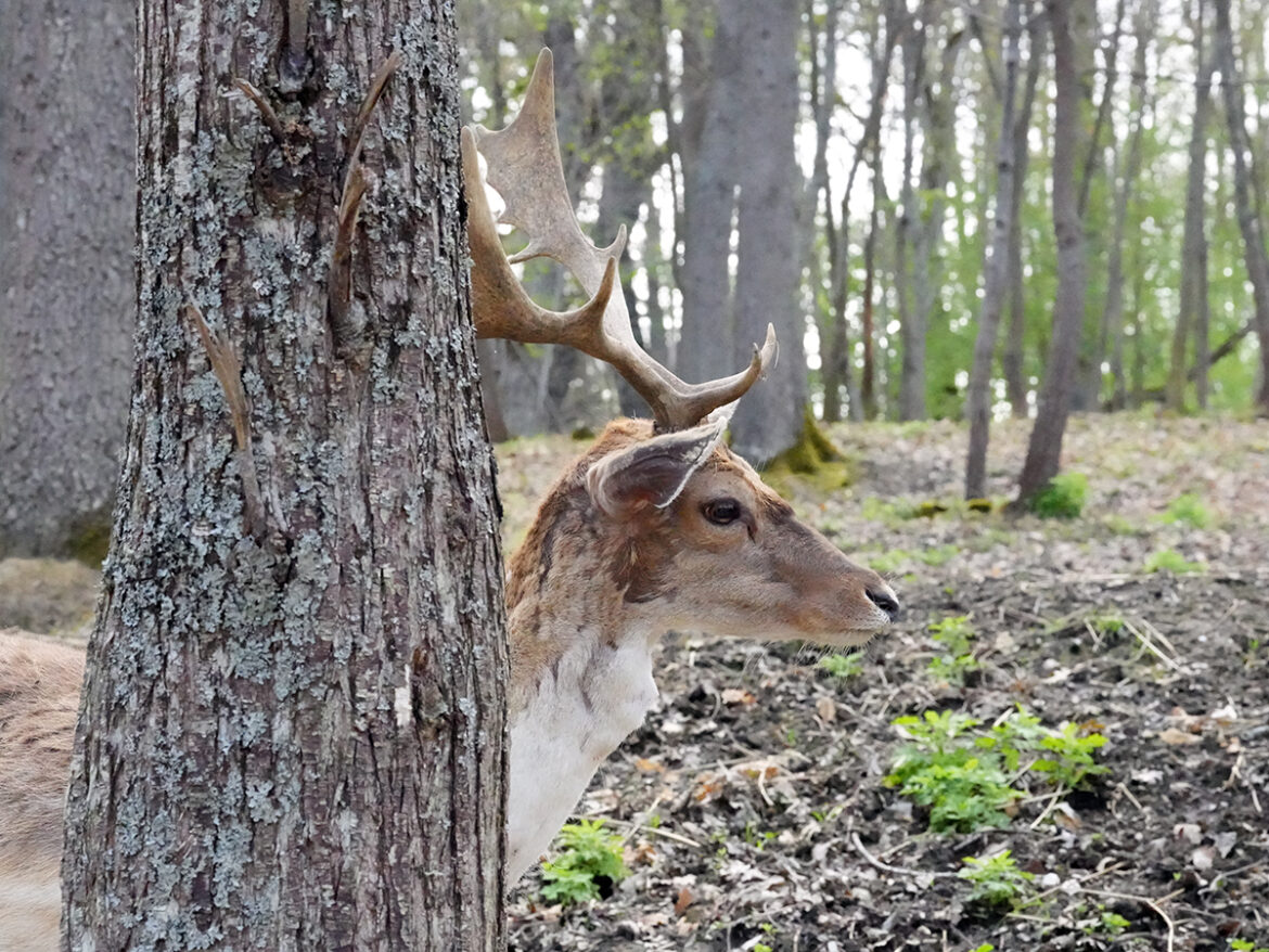 Sorgenti di Orie: una curiosa commistione e il Suonatore Jones