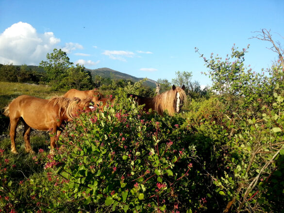 Il Cavallo tra allevamento e affezione: il futuro della filiera equina in Italia