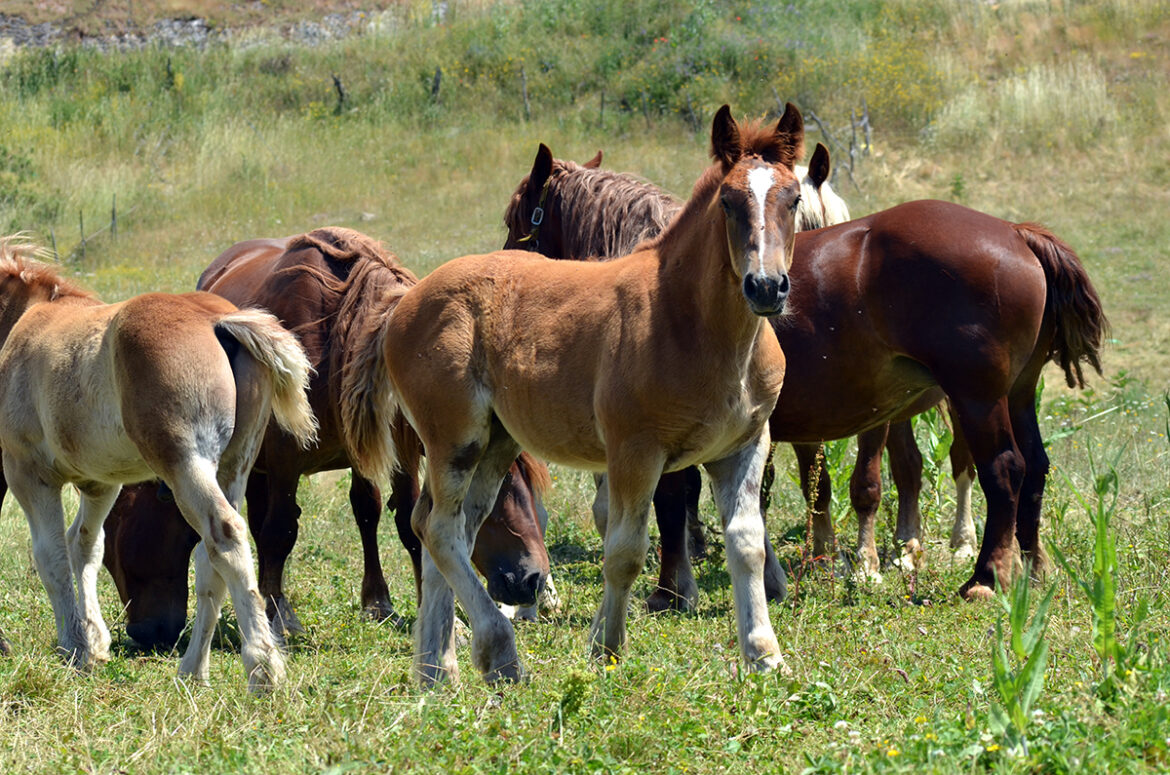 cavalli_in_aree_marginali Allevare cavalli da tiro in aree marginali