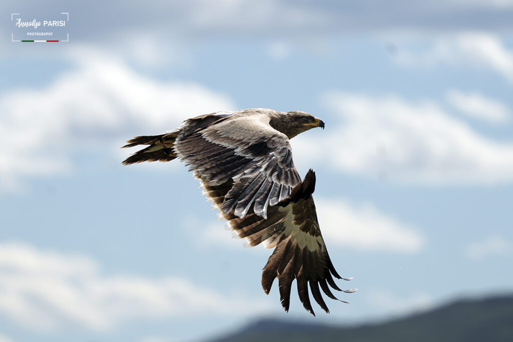 Chi scoprì la grotta? Il falco di Federico II