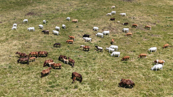 Aree Marginali nel 2025