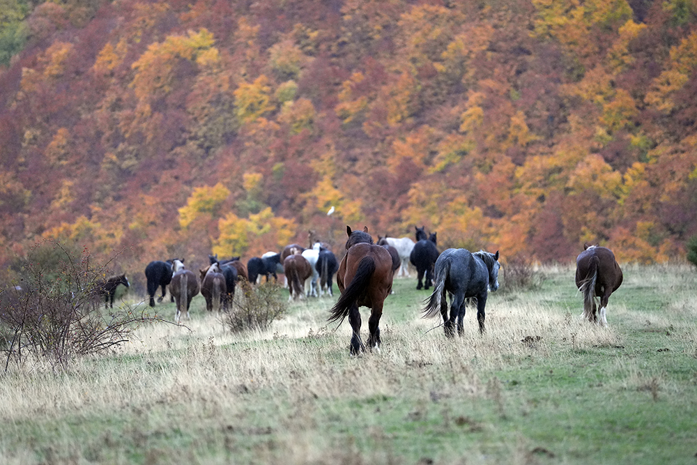 Cavalli al pascolo: quando il foliage va oltre l’hashtag