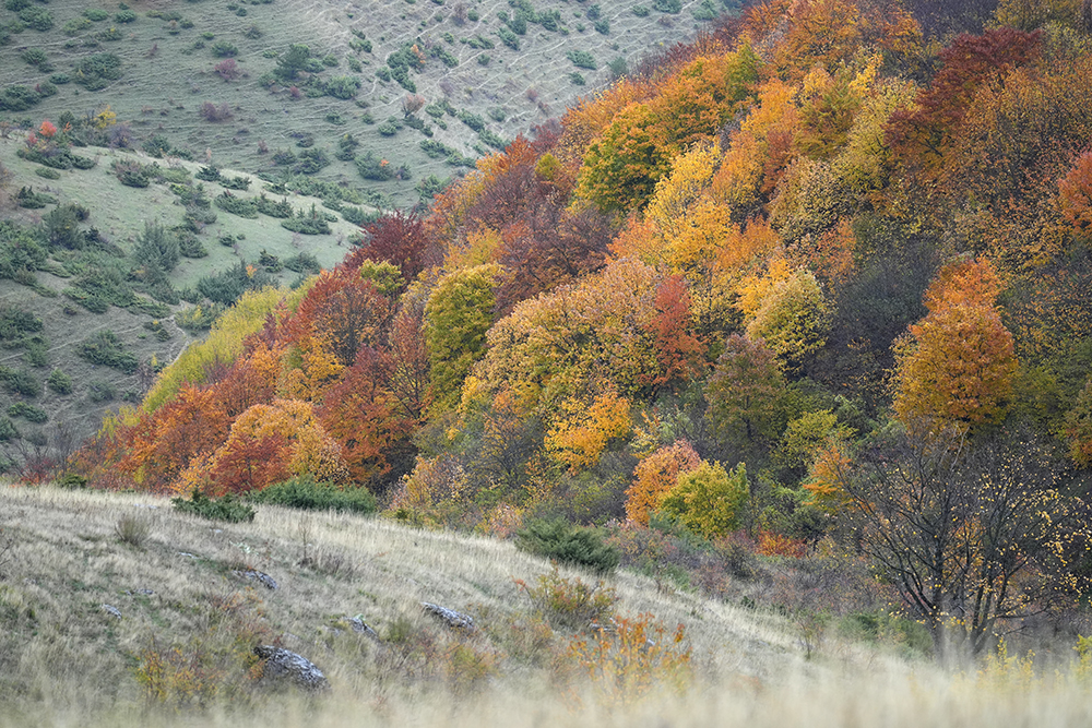 Cavalli al pascolo: quando il foliage va oltre l’hashtag