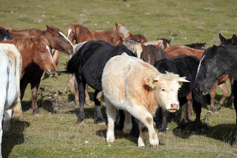 Biodiversità nelle aree marginali: il vero volto della multifunzionalità agricola