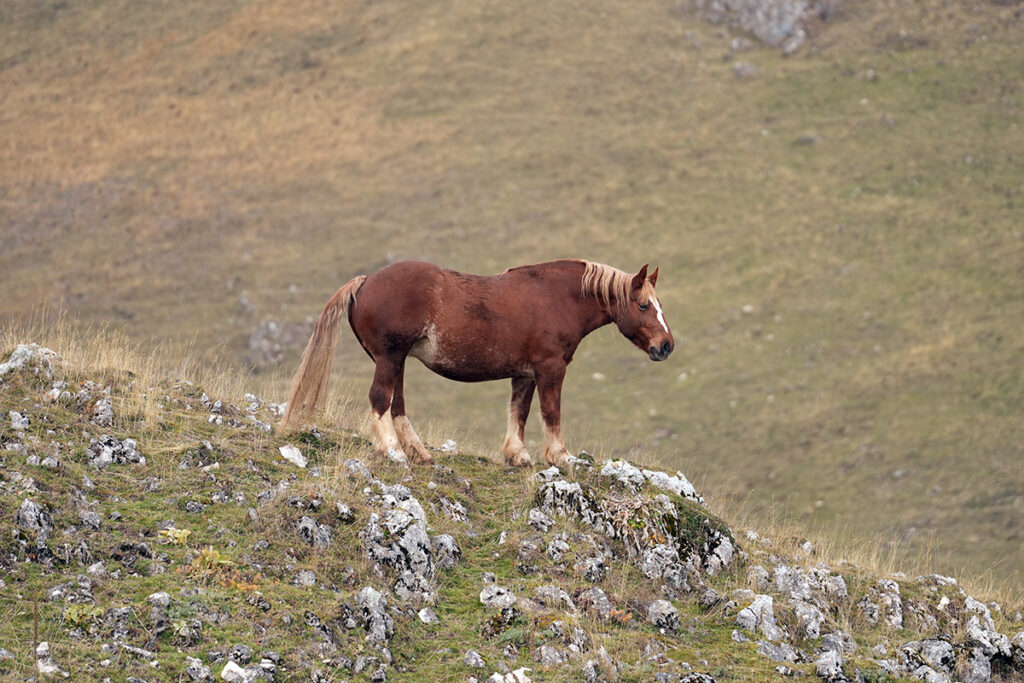 Transumanza al Voltigno: dietro ai passi degli animali per riscrivere il futuro delle aree interne