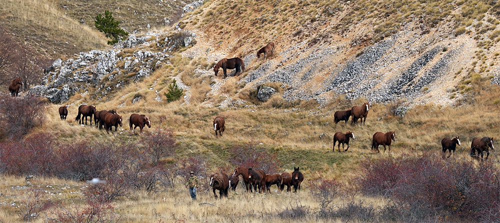 Transumanza in Abruzzo: dietro ai passi degli animali per riscrivere il futuro delle aree interne