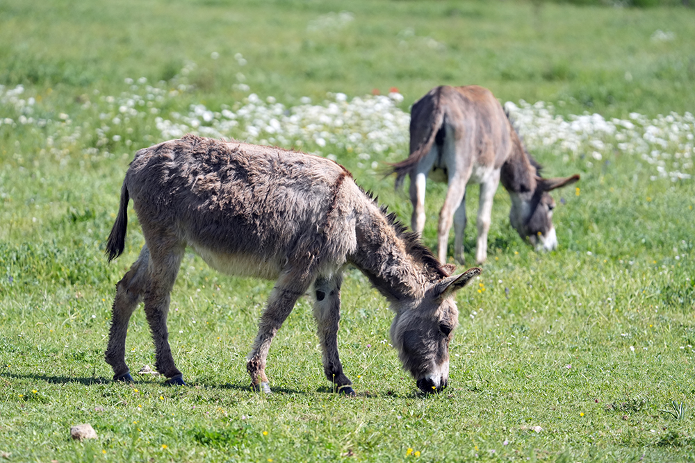 Santa Lucia e l'Asinello: le radici rurali della notte più lunga dell’anno