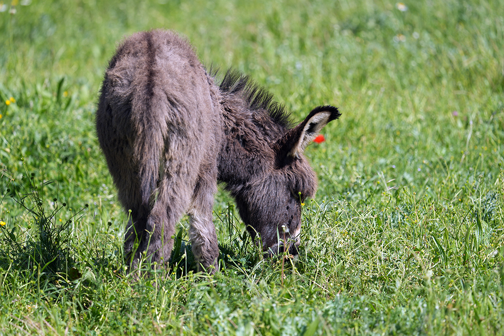 Santa Lucia e l'Asinello: le radici rurali della notte più lunga dell’anno