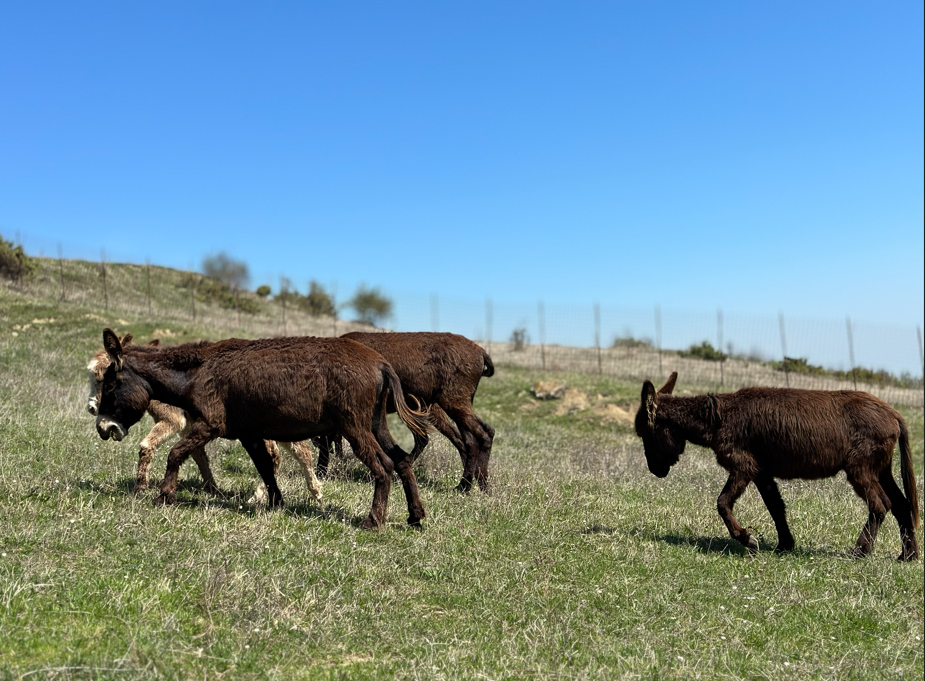 SANTA LUCIA E L'ASINELLO: LE RADICI RURALI DELLA NOTTE PIÙ LUNGA DELL’ANNO